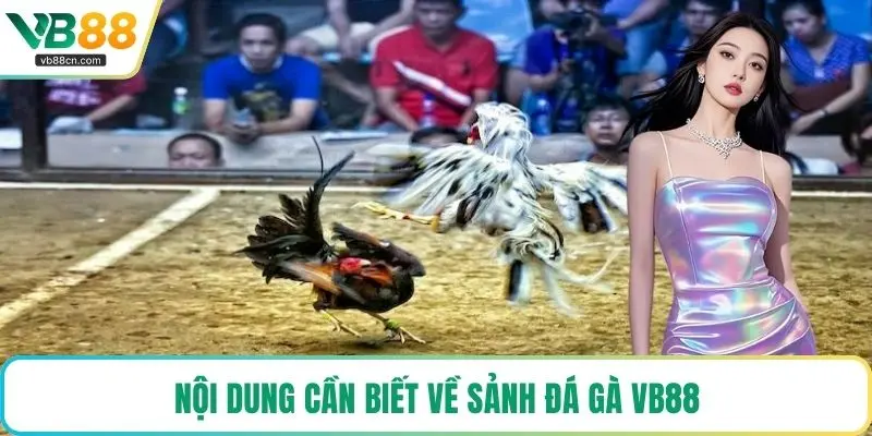 Nội dung cần biết về sảnh đá gà VB88