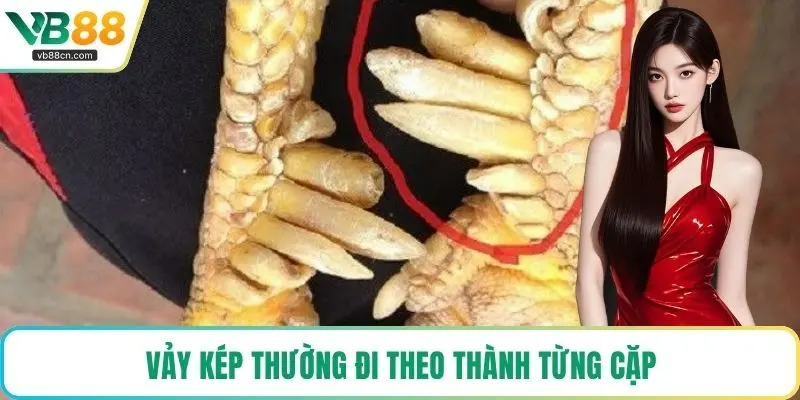 Vảy kép thường đi theo thành từng cặp
